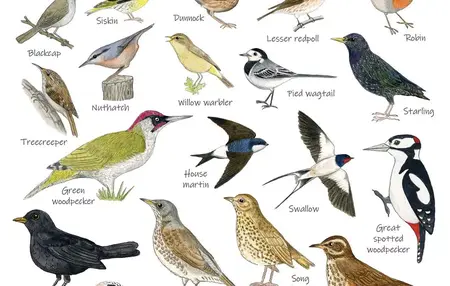 How to Identify Different Birds