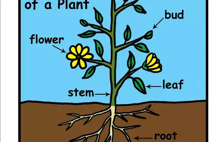 How to Learn About Plants