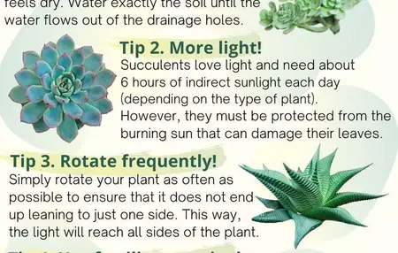 How to Take Care of Succulents