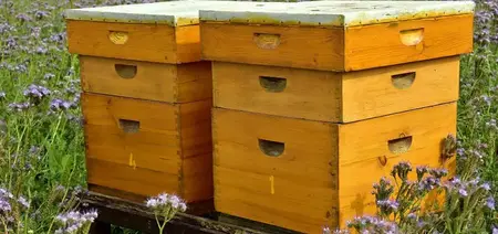 How to Start a Beehive