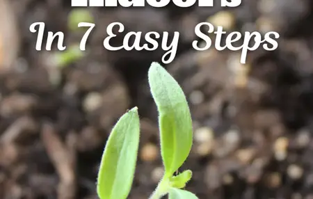 How to Start a Vegetable Garden from Seed