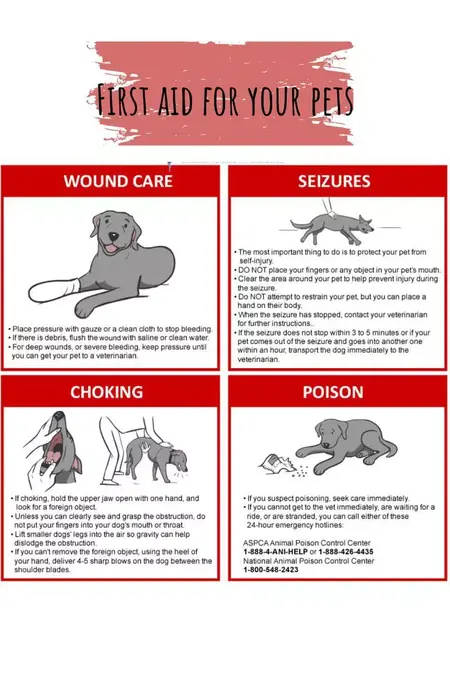 How to Learn Basic First Aid for Pets
