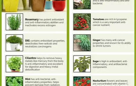 How to Grow Herbs in Your Garden