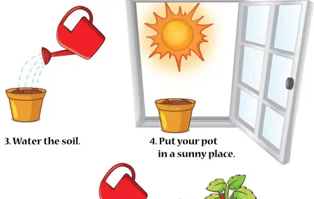 How to Grow a Plant from Seed