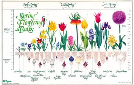 How to Plant a Spring Garden