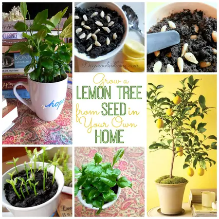 How to Grow a Lemon Tree