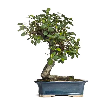How to Grow a Bonsai Tree