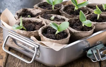 How to Start a Seedling