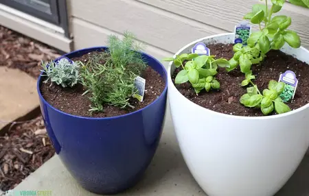 How to Make a Potted Herb Garden