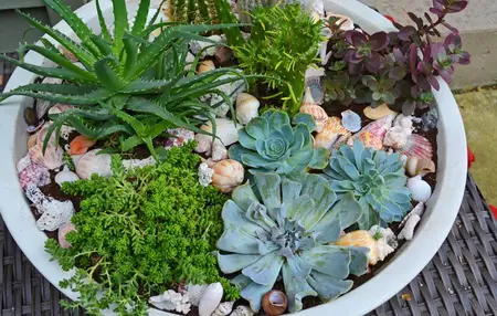 How to Plant Succulents