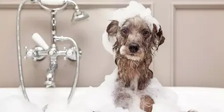 How to Give a Dog a Bath