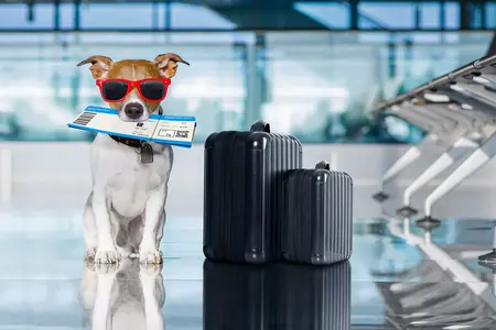 How to Travel with Pets