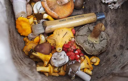 How to Forage for Food