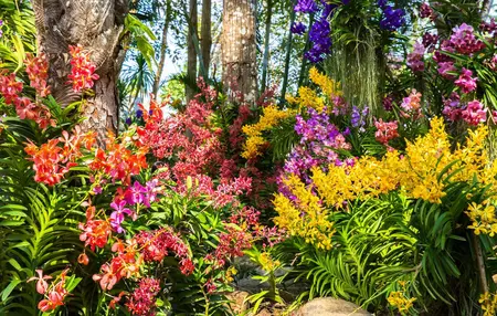 How to Grow a Flower Garden