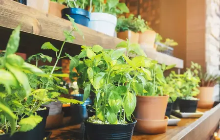 How to Start a Garden Indoors