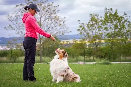 How to Train Your Dog for Basic Obedience