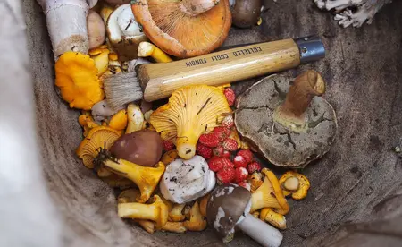 How to Forage for Food