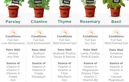 How to Grow Herbs Indoors