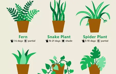 How to Take Care of Indoor Plants