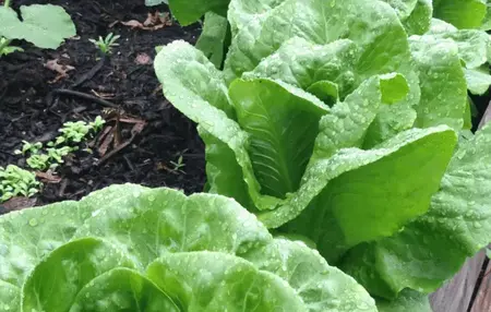 How to Start a Garden on a Budget