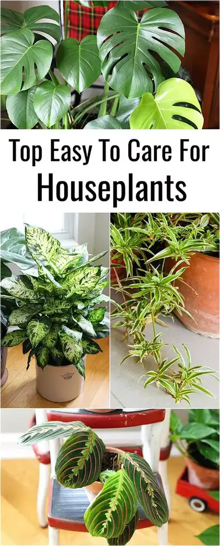 How to Take Care of Your House Plants