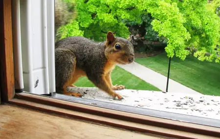 How to Get Rid of a Squirrel