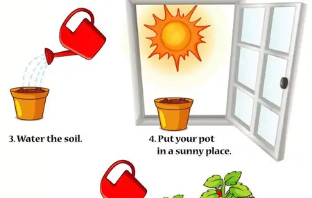 How to Grow a Plant from Seed