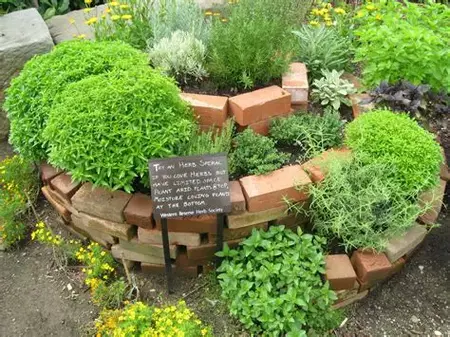 How to Grow a Herb Garden
