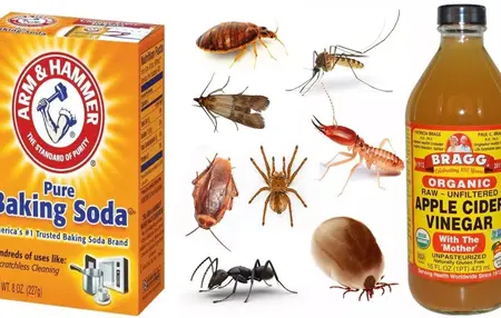 How to Get Rid of Pests in Your Garden