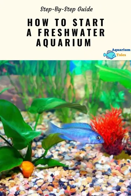 How to Start an Aquarium