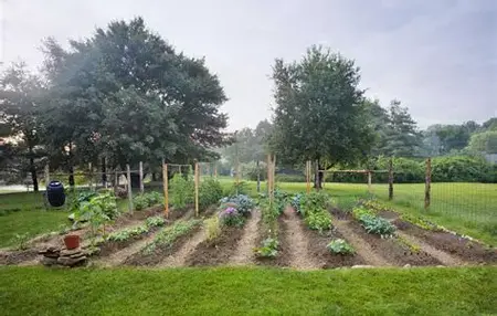 How to Start a Vegetable Garden