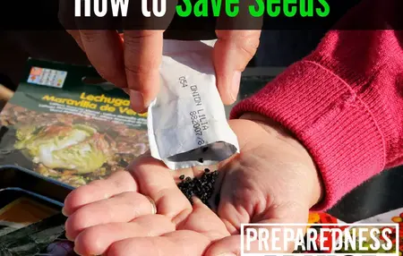 How to Save Seeds
