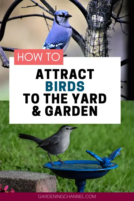 How to Attract Birds to Your Yard