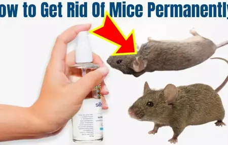 How to Get Rid of Mice in Your Car