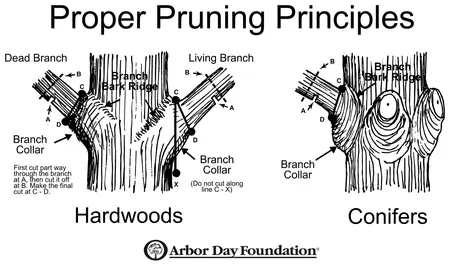 How to Prune Trees