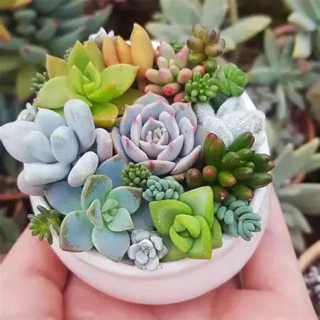 How to Make a Succulent Arrangement