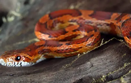 How to Handle a Snake Encounter