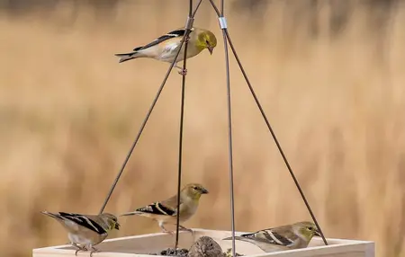 How to Make a DIY Bird Feeder