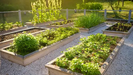 How to Grow a Sustainable Garden