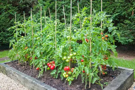 How to Grow Tomatoes in Your Garden