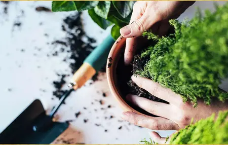 How to Take Care of Your Plants