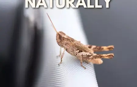 How to Get Rid of Grasshoppers