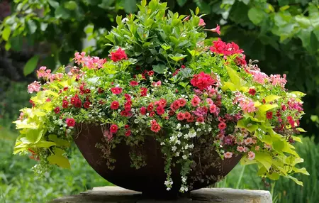 How to Start a Garden in Containers