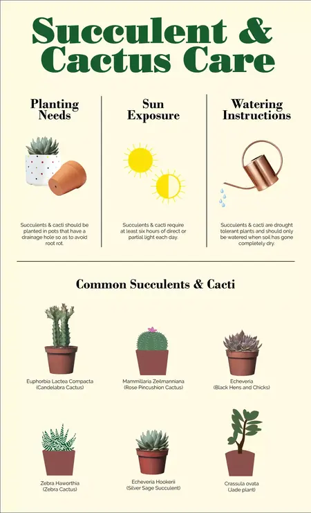 How to Take Care of a Succulent