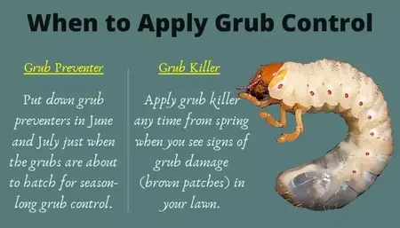 How to Get Rid of Grubs
