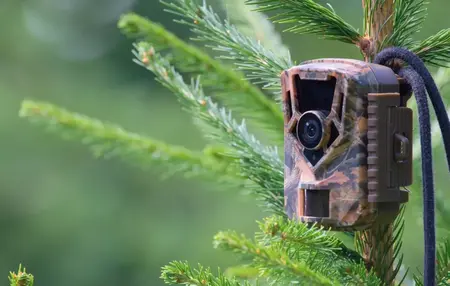 How to Use a Camera for Wildlife Photography