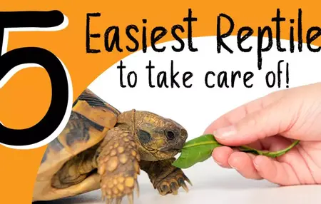 How to Take Care of Your Reptiles