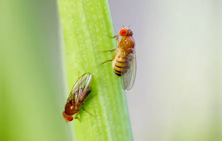 How to Get Rid of Fruit Flies