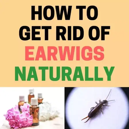 How to Get Rid of Earwigs