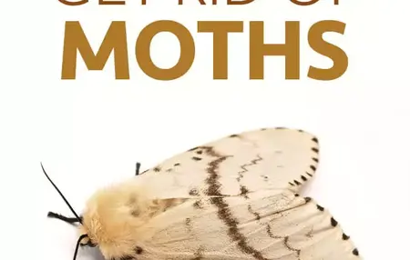 How to Get Rid of Moths